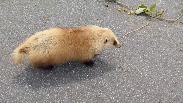 謎生物との遭遇