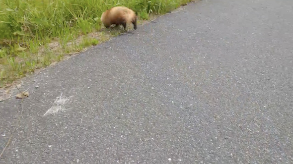 謎生物との遭遇