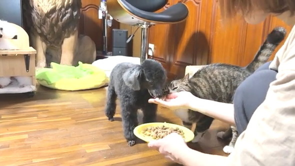 朝ごはん