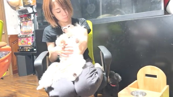 白犬