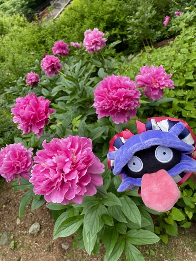 かわいがっているシェルダーのぬいぐるみの記念写真