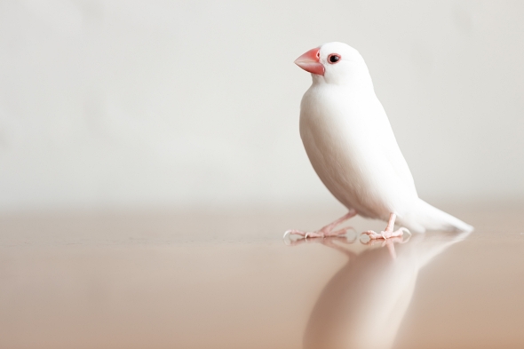 文鳥 フィギュア