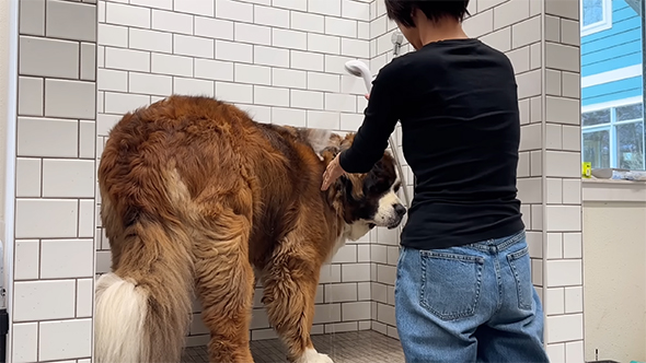 シャワーをかけられる大型ワンコ
