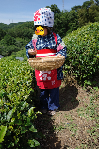 幼児とお茶摘み体験