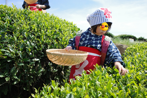 幼児とお茶摘み体験