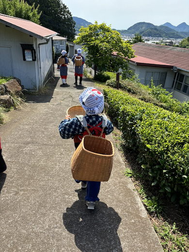 幼児とお茶摘み体験