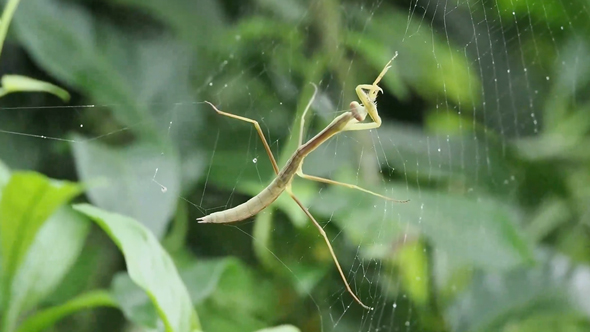 危険な狩りをするカマキリ