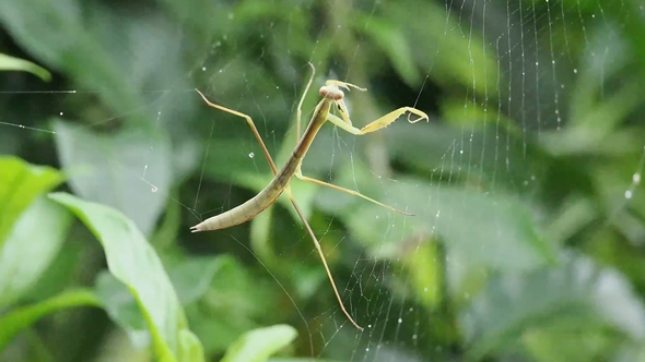 危険な狩りをするカマキリ