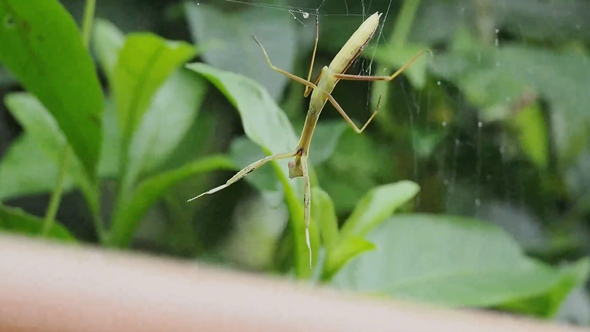 危険な狩りをするカマキリ
