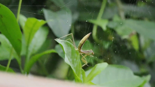 危険な狩りをするカマキリ