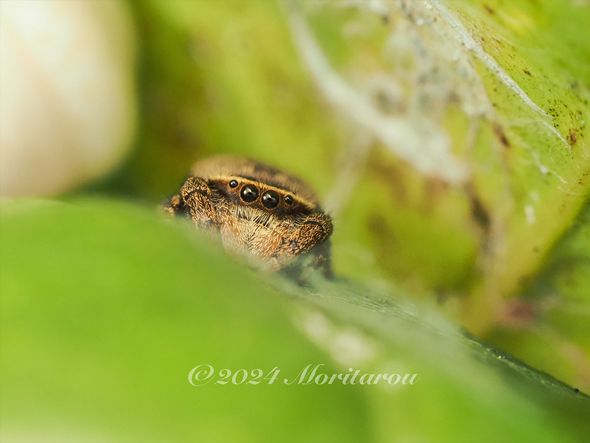 寒くて葉の隙間に隠れるハエトリ