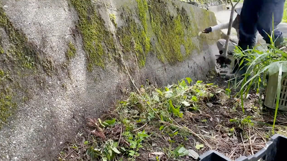石垣と側溝の清掃