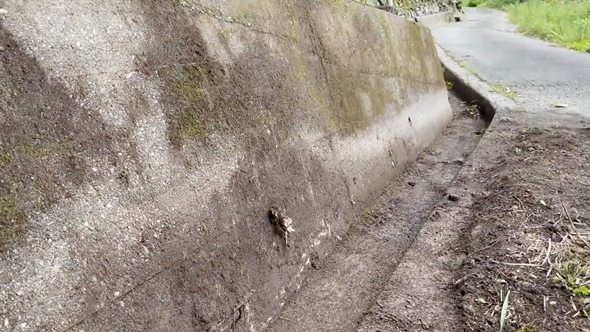 石垣と側溝の清掃