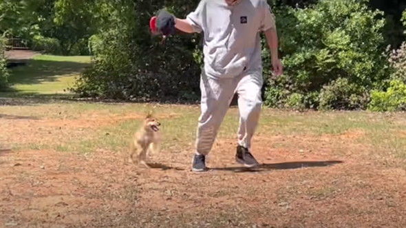 散歩嫌い柴犬と初散歩子犬