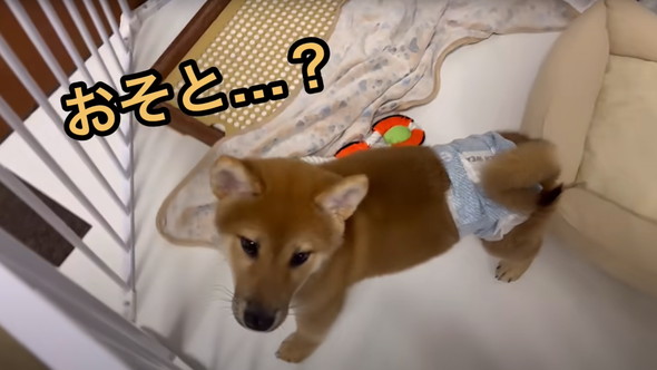 散歩嫌い柴犬と初散歩子犬