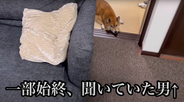 散歩嫌い柴犬と初散歩子犬