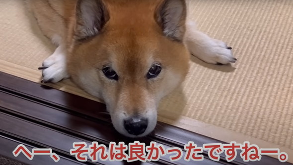 散歩嫌い柴犬と初散歩子犬