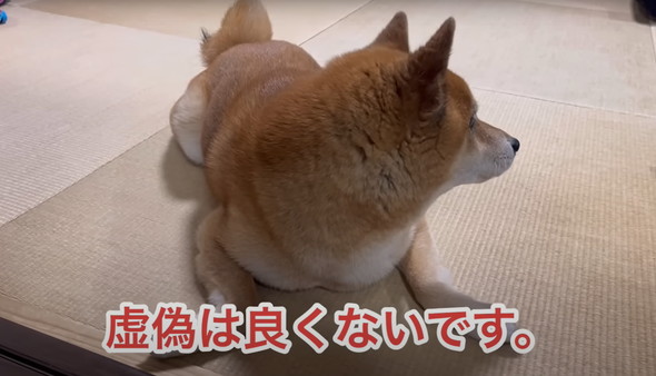 散歩嫌い柴犬と初散歩子犬