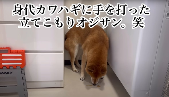 散歩嫌い柴犬と初散歩子犬