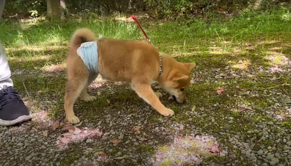 散歩嫌い柴犬と初散歩子犬