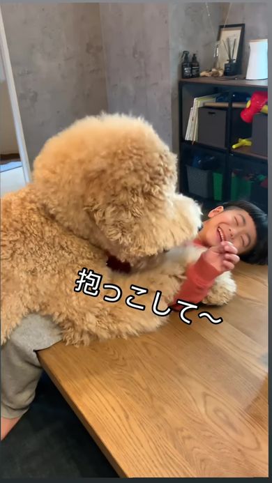 抱っこをせがむ相手を間違えて子どもにのしかかってしまう巨大プードル