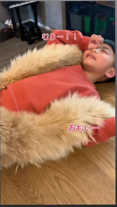 抱っこをせがむ相手を間違えて子どもにのしかかってしまう巨大プードル