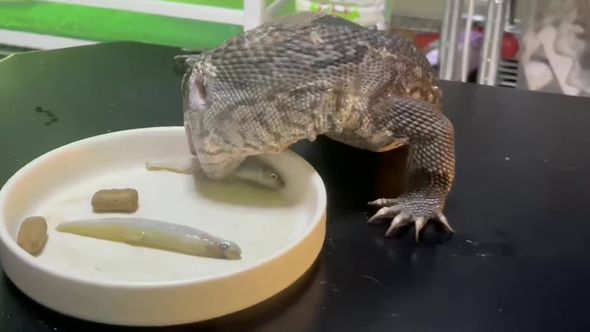 どんくさすぎるサバンナモニターの食事風景