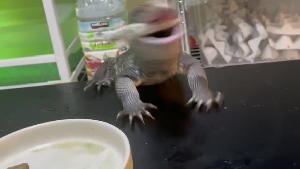 どんくさすぎるサバンナモニターの食事風景