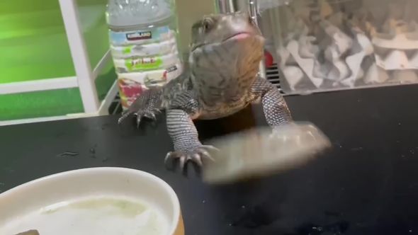 どんくさすぎるサバンナモニターの食事風景