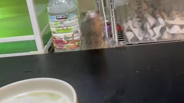 どんくさすぎるサバンナモニターの食事風景