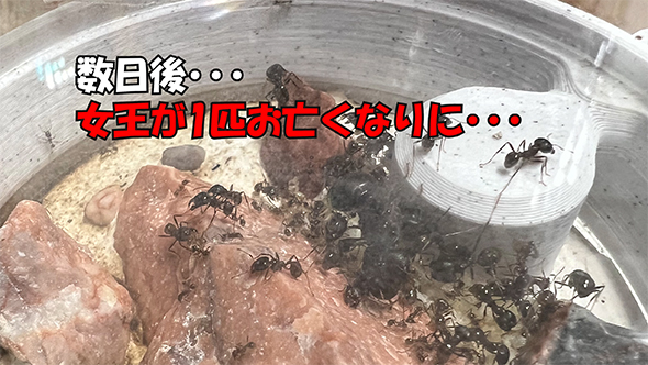 女王お亡くなりに