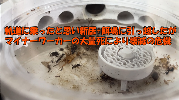 壊滅の危機