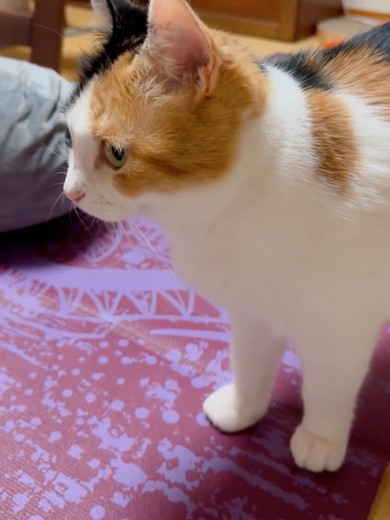 前を向いている三毛猫ちゃん