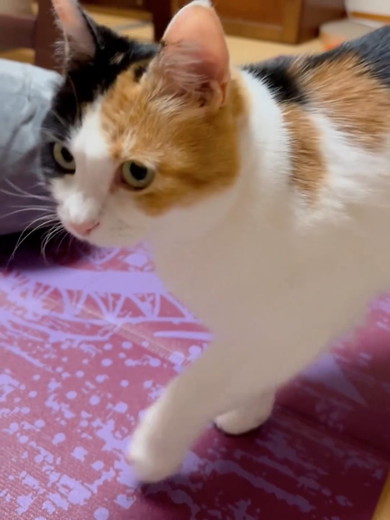 こちらをちらっと見る三毛猫ちゃん