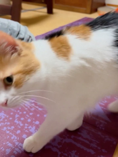 寝転がる三毛猫ちゃん