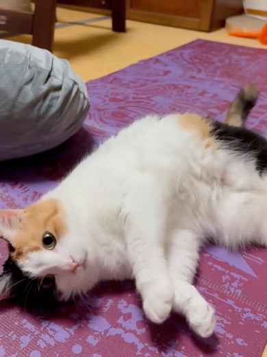 寝転がる三毛猫ちゃん
