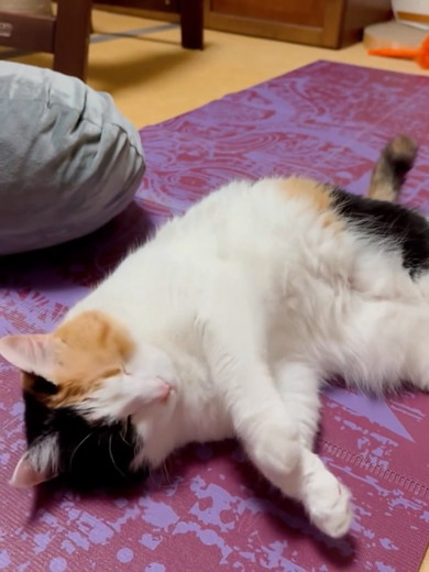 目を細める三毛猫ちゃん