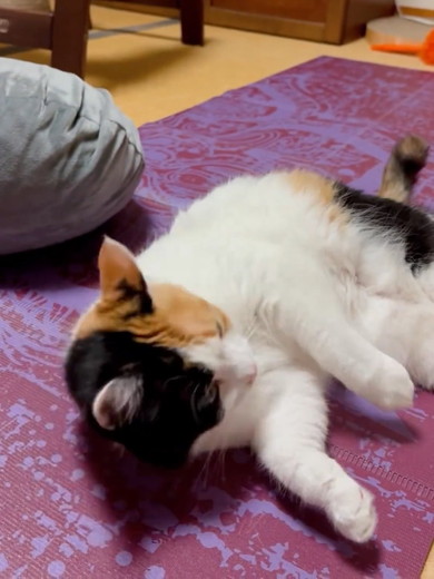 頭を向ける三毛猫ちゃん