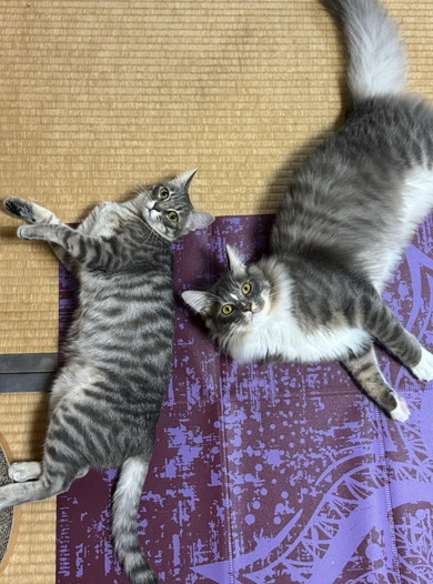寝転がる2匹の猫ちゃん