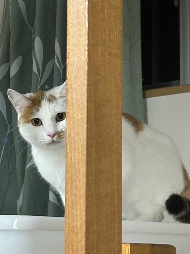 上から見ている猫ちゃん