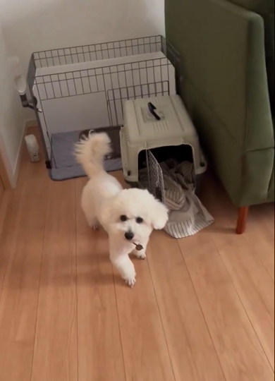 フェイスパックをした飼い主を初めて見たワンコ