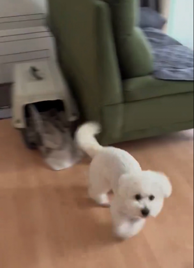 横へスライド移動するワンコ