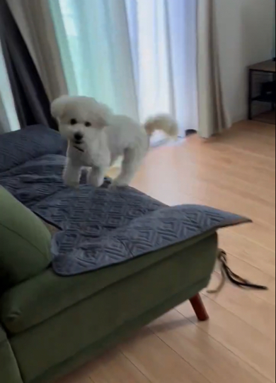 ソファに逃げ込みました