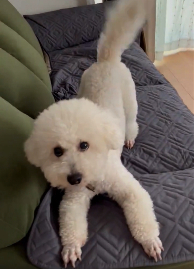 見知らぬ人物を警戒中のワンコ