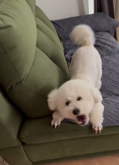 吠えられてしまった飼い主さん