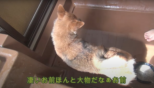 風呂嫌いの柴犬をお風呂に