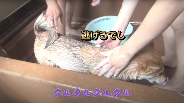 風呂嫌いの柴犬をお風呂に