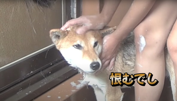 風呂嫌いの柴犬をお風呂に