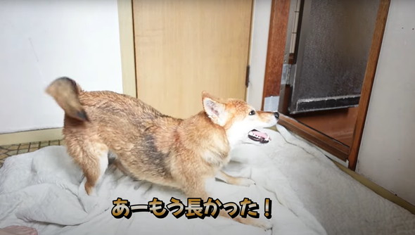 風呂嫌いの柴犬をお風呂に