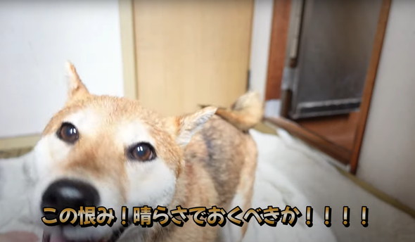 風呂嫌いの柴犬をお風呂に